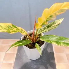 フィロデンドロン キャラメルマーブル A01 【Monstera モンステラ 】 フィロデンドロン キャラメルマーブル A01 【Monstera モンステラ