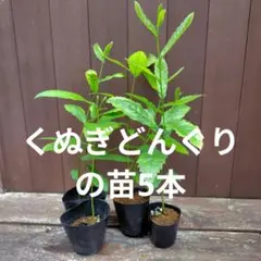 くぬぎどんぐりの苗5本のサムネイル