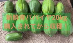 青パパイヤ20kg購入されてから収穫鮮度抜群のサムネイル