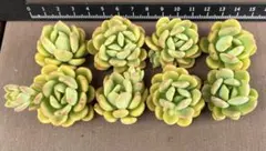 ピカリン　まとめ買い歓迎様 リクエスト 2点 まとめ商品