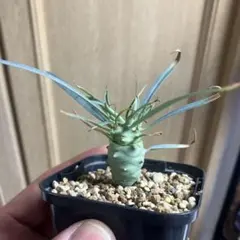 Euphorbia caloderma ユーフォルビア - メルカリ