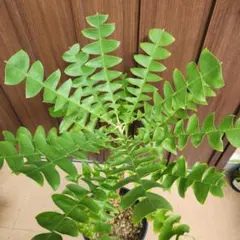 バンクシア　グランディス　鉢植え　苗　ドライガーデン　ロックガーデン バンクシア グランディス 鉢植え 苗 ドライガーデン ロックガーデン