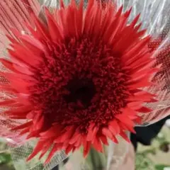 ガーベラ スパイダー ともしび 28センチ位８本❲切り花生花バラ❳２