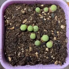 05mam様 リクエスト 2点 まとめ商品