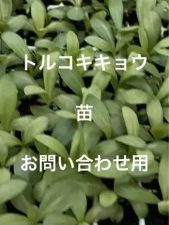 2025年最新】トルコキキョウ 苗の人気アイテム - メルカリ