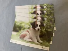 4冊セット ゆかいな子犬たち 2026年壁掛けカレンダー ソニー生命