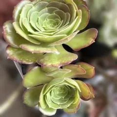 多肉植物 アエオニウム 艶日傘 抜き苗 - メルカリ