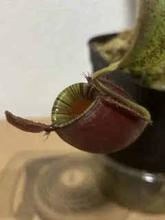 2025年最新】ampullariaの人気アイテム - メルカリ