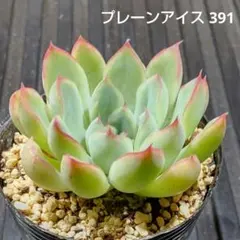 ❣️スウィートプリンセス❣️現品 エケベリア 寄せ植え 多肉弁当 多肉