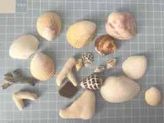貝殻　珊瑚　シーグラス　まとめ売り　ハンドメイド