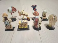 ユージン 人体解剖図鑑Ⅲ シークレット含むコンプリートセット 未開封