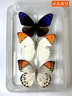 2026年最新】蝶 標本 レアの人気アイテム - メルカリ