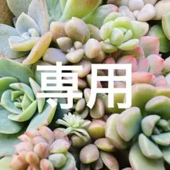 ✾86クラウディア カット苗 多肉植物 - メルカリ