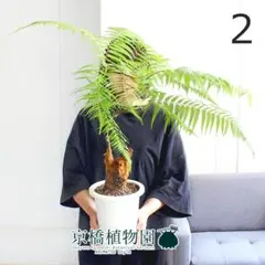 現品】金毛狗（キンモウコウ） 6号 茶鉢（2） - メルカリ