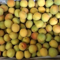 青森県産完熟間近大きめミックス豊後梅箱込み4.5キロです。