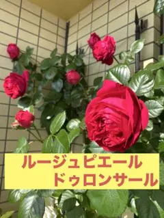 2026年最新】ルージュ ピエール ドゥ ロンサールの人気アイテム - メルカリ