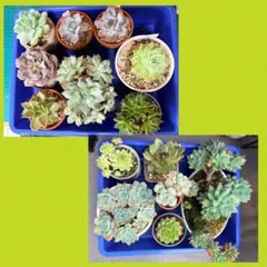 七福神 12株 エケベリア 多肉植物 詰め合わせ - メルカリ