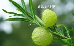 フウセントウワタ 小苗　(2株)　 メルカリ便のサムネイル