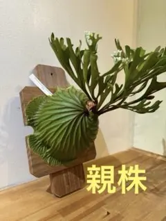 2026年最新】ビカクシダ 胞子の人気アイテム - メルカリ