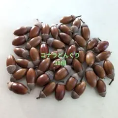 コナラどんぐり　帽子付きどんぐり　38個②