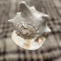 【特大、美品】トウカムリ貝　ホラ貝　貝殻の置き物 特大、美品】トウカムリ貝 ホラ貝 貝殻の置き物 - メルカリ