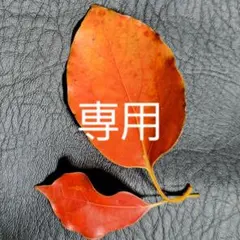 Item thumbnail for item 7b6cd109-9220-4ddf-954d-70389cbb382d