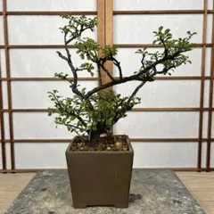 ◉激古 長寿梅(赤花) 盆栽 大株の極上品 大幅値下げ9/15まで早いもの