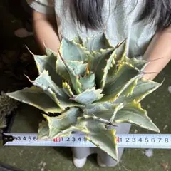 483 アガベ オバティフォリア 特選大株 ワイド葉展開 美麗ロゼット