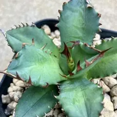 2025年最新】アガベ チタノタ ナンバーワンの人気アイテム - メルカリ