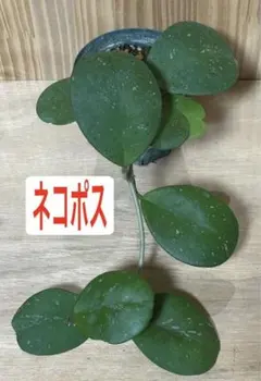 こまめ様 リクエスト 2点 まとめ商品