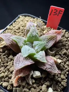 22g 多肉植物 ハオルチア 実生苗2本 自家繁殖 鉢植え発送 - メルカリ