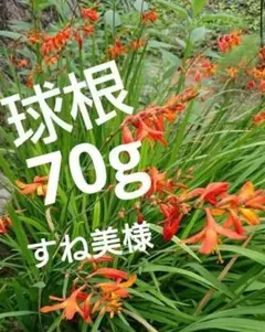 ヒメヒオウギズイセン 苗 オレンジの花 球根8球 - メルカリ