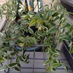 ボスウェリア エロンガータ① 灌木 ブルセラ コミフォラ ベイセリア
