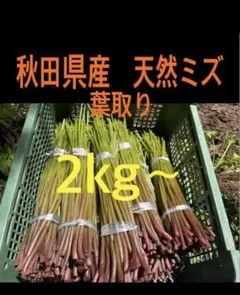 山菜 ミズ 新潟県産 採れたて新鮮発送 2キロ - メルカリ