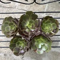 2026年最新】観葉植物 アエオニウムの人気アイテム - メルカリ
