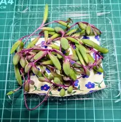 ルビーネックレス