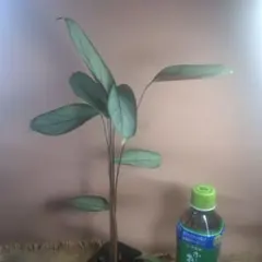 2025年最新】クテナンテ グレイスターの人気アイテム - メルカリ