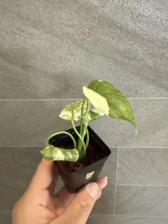 【超希少‼️】モンステラ　デリシオーサ　エレクトロライト　組織培養　メルカリ便 超希少‼️】モンステラ デリシオーサ エレクトロライト 組織培養