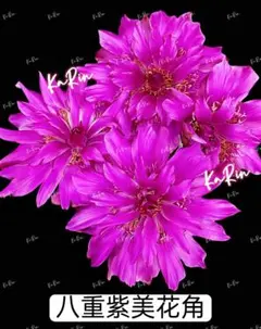 31-雫金蝦 花サボテン エキノケレウス属 カキコ 群開花 カキコ発根済み