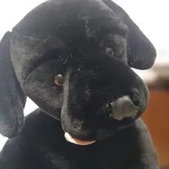 2026年最新】黒生 犬の人気アイテム - メルカリ