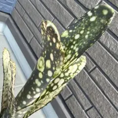 Billbergia Lavie en Rose 特大 - メルカリ