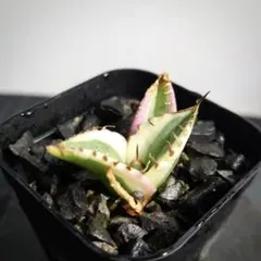 Q2563⚠️出品8/2まで【鉢植え発送】アガベ チタノタ スナグルトゥースのサムネイル