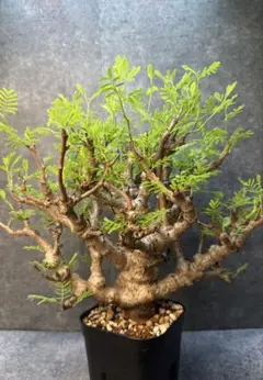コミフォラアフリカーナ 現地株 発根済み 塊根植物 - メルカリ