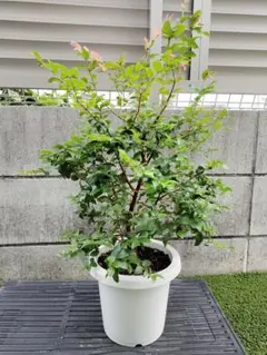 釈迦頭　苗　苗木　蕾付き　熱帯果樹　観葉植物　(土日発送) 釈迦頭 苗 苗木 蕾付き 熱帯果樹 観葉植物 (土日発送) - メルカリ