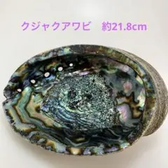 NO.58-56 クジャクアワビ(貝殻) 約21.8cm