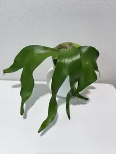 美株・コルク仕立て】ビカクシダ ホーンズサプライズ（タグ付き）8