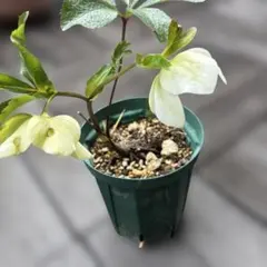 2026年最新】クリスマスローズ開花株の人気アイテム - メルカリ