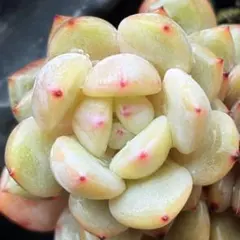 NEW❗️ 【レア種】大人気エケベリア　スターオレンジ　2苗セット　多肉植物❣️