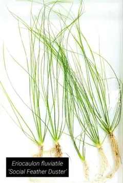 にんにん丸（土日祝日に発送）様専用