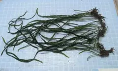 2026年最新】本ナロー ミクロソリウムの人気アイテム - メルカリ